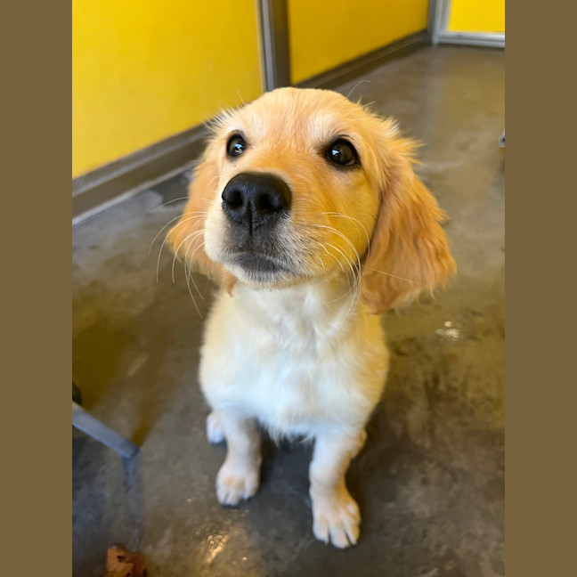 Photo of Honey
