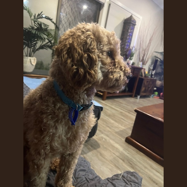 Photo of Rocky   2 Year Old Cavoodle