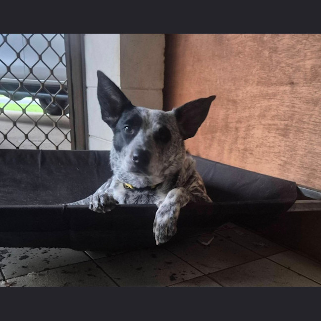 Photo of Posie