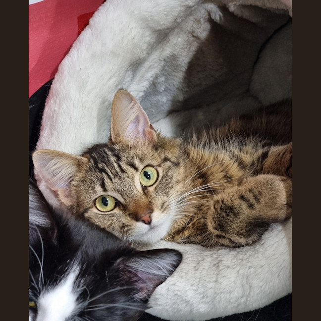 Photo of Tango