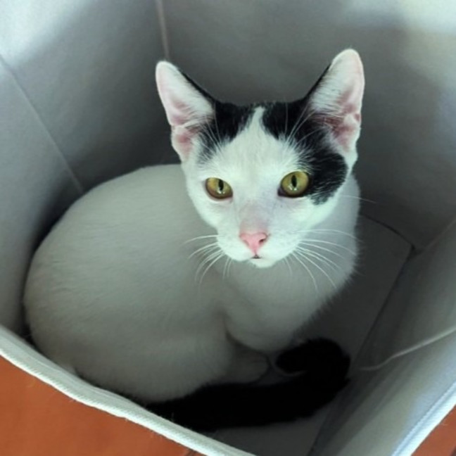 Photo of Ferris