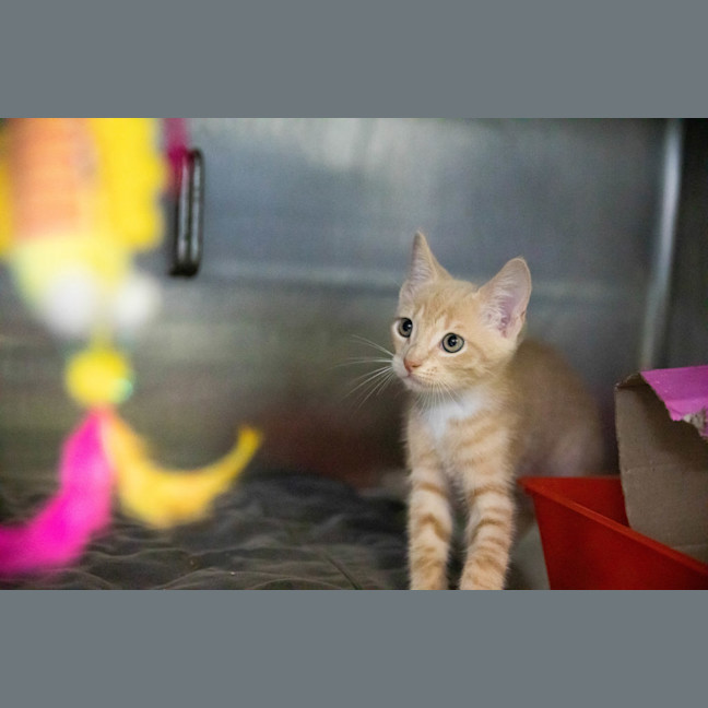 Photo of Boink