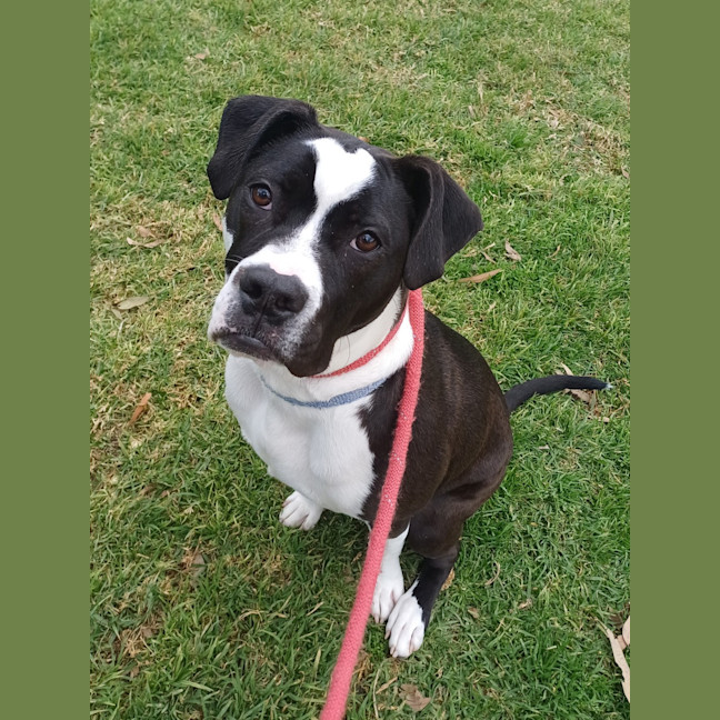 Photo of Apollo