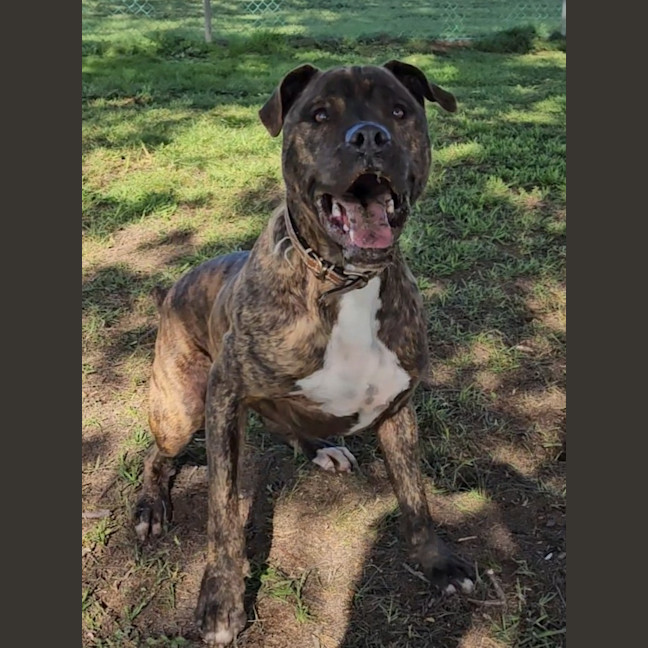 Photo of Frankie