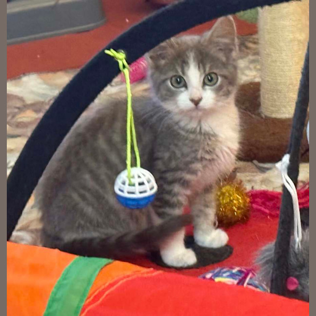 Photo of Mozart ** 2nd Chance Cat Rescue**