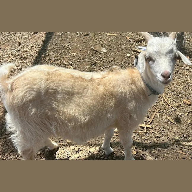 Photo of Jack Jack, Maleficent & Merlin