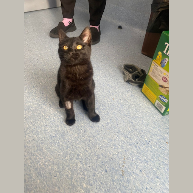 Photo of Sabrina   Located In Kew