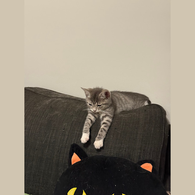 Photo of Pixi