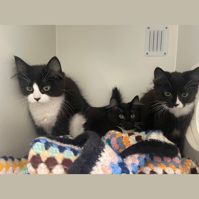 Photo of Panda 