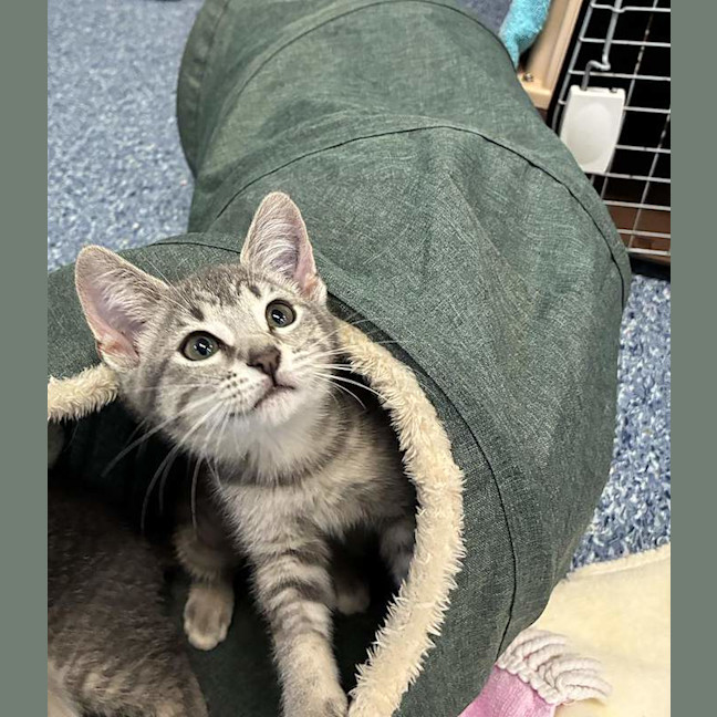 Photo of Oreo