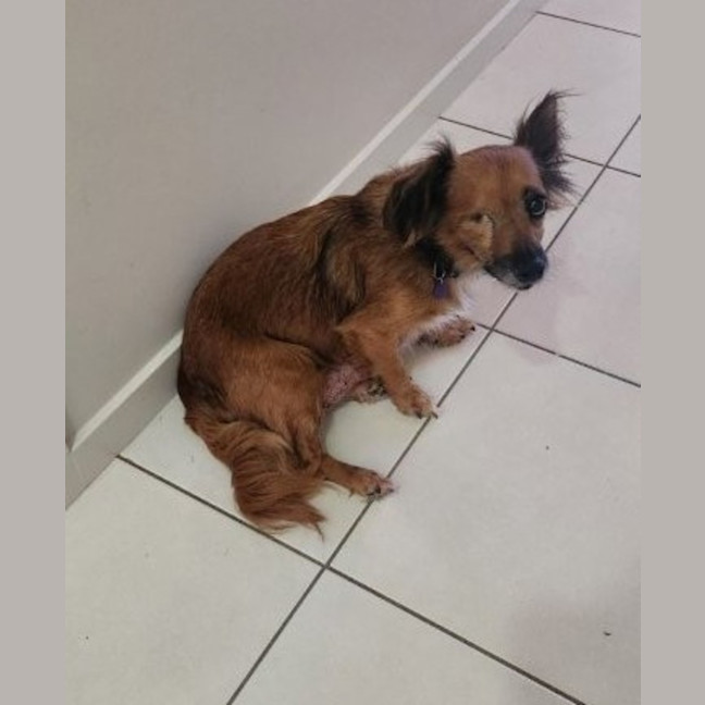 Photo of Ruby   6 Year Old Australian Terrier X
