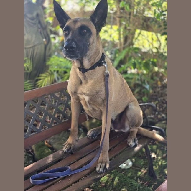 Photo of Larry   4 Year Old Belgian Shepherd X