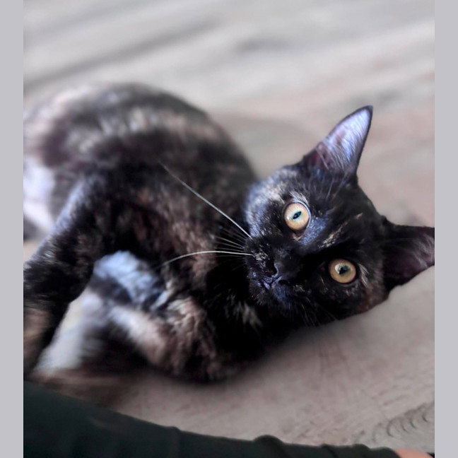 Photo of Aelia