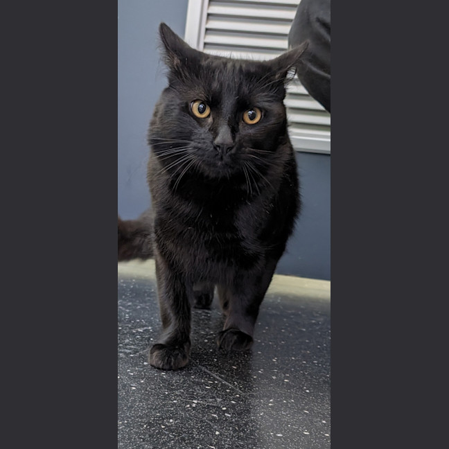 Photo of Bear