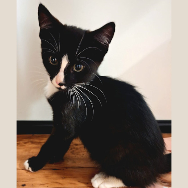 Photo of Gatsby