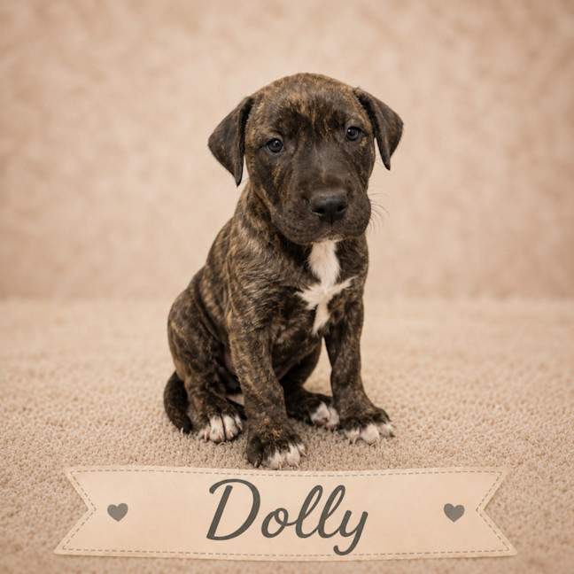 Photo of Dolly