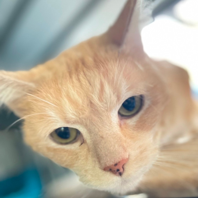 Photo of Squeek