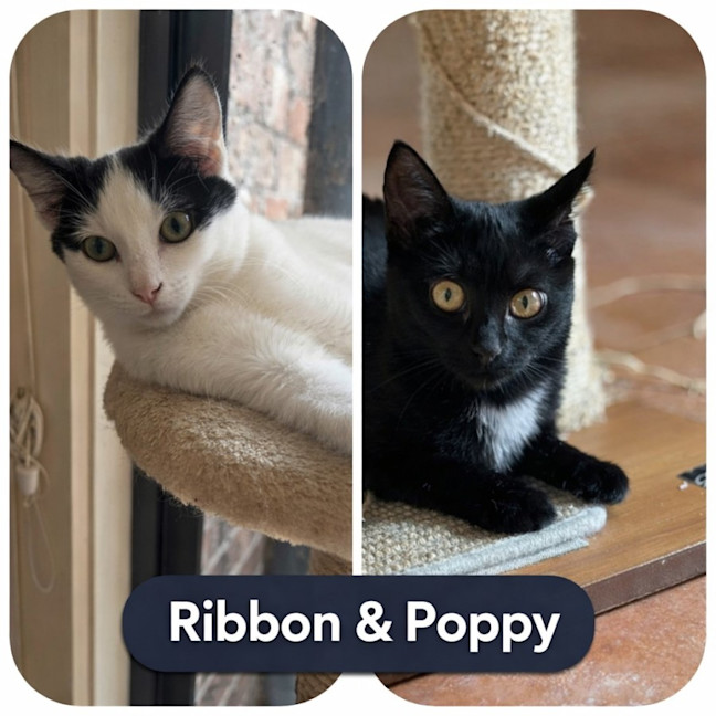 Photo of 🎀 Ribbon & Poppy 🖤