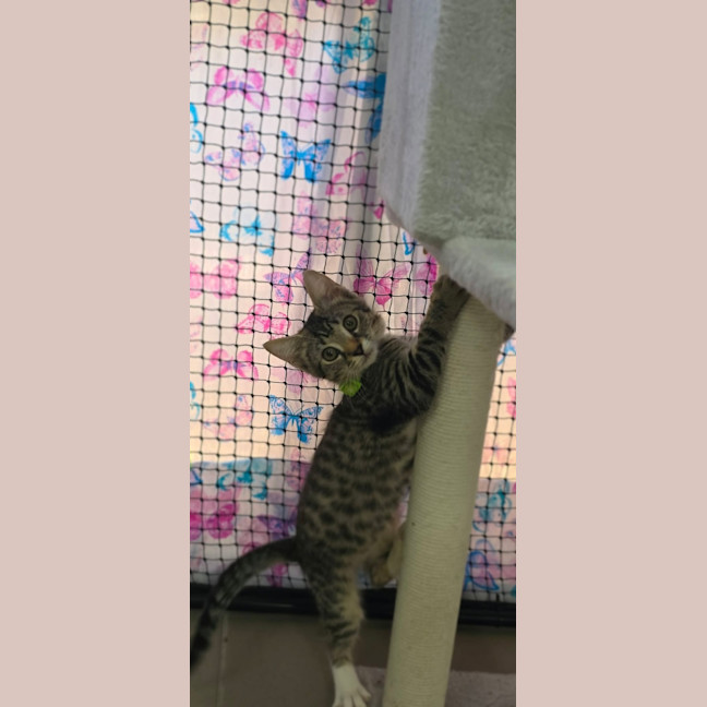 Photo of Dini