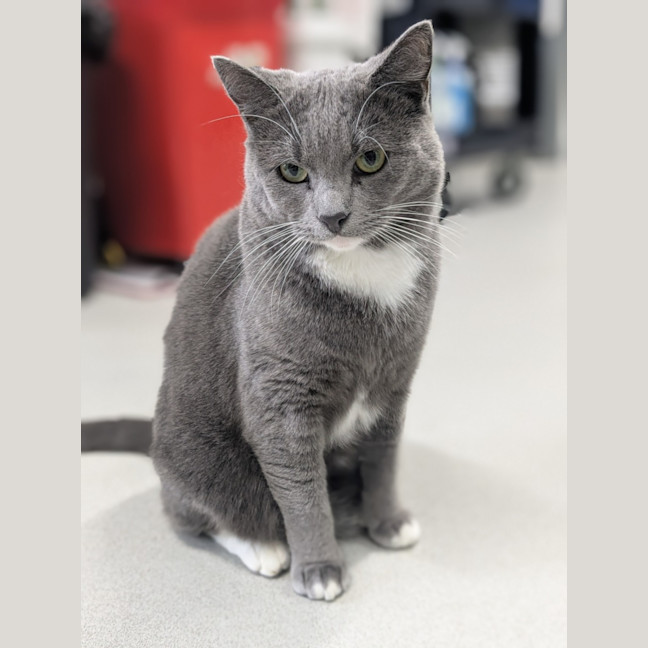 Photo of ♟ Astin 5530 ♟