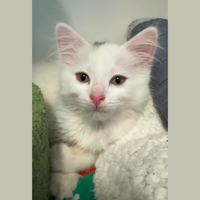 Photo of Cinder