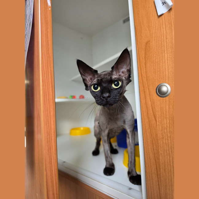 Photo of Buttercup