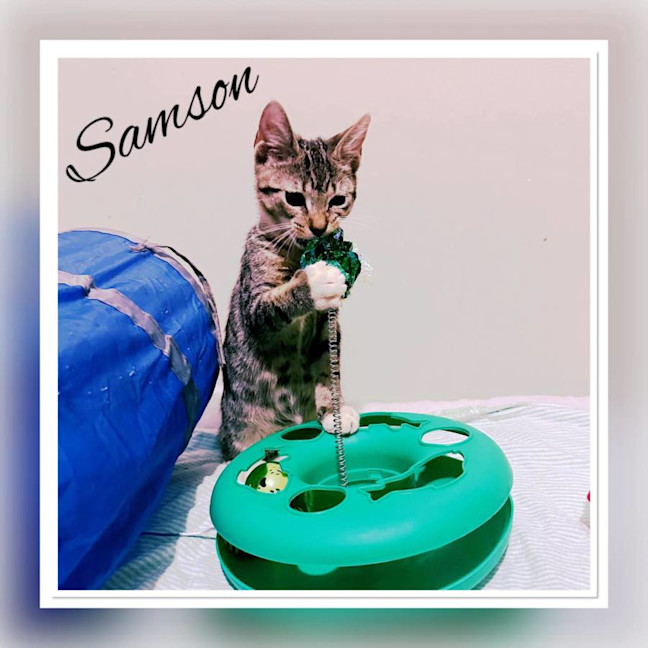 Photo of Samson The Lapcat