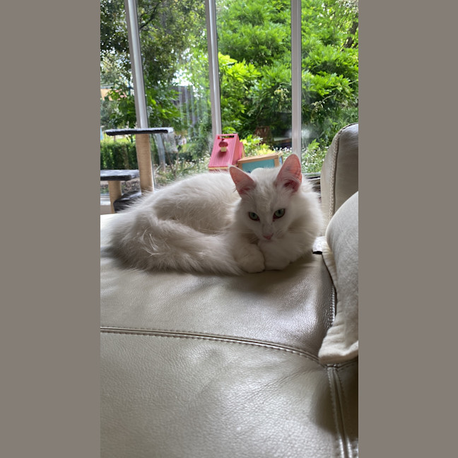 Photo of Misty. Gentle Girl