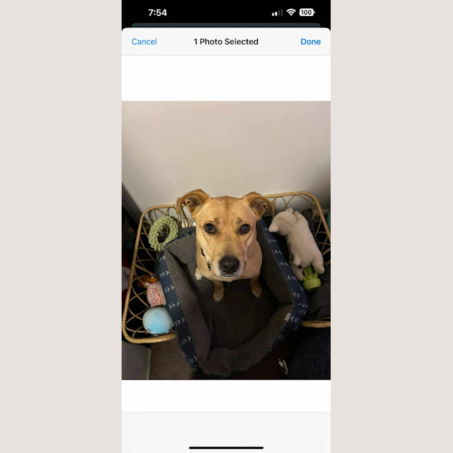 Photo of Apple Crumble