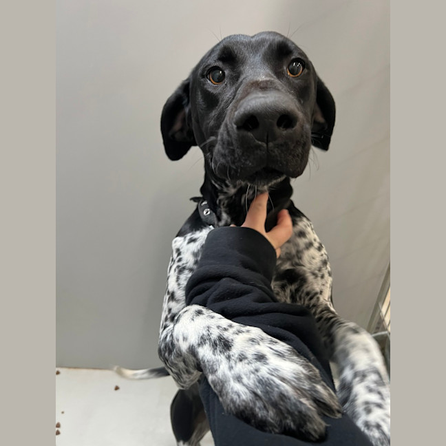 Photo of Stella