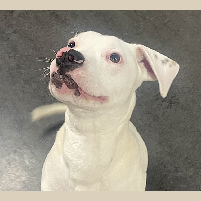 Photo of Roger (Now Chester)