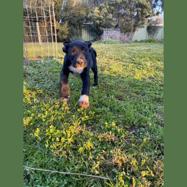Photo of Stormy