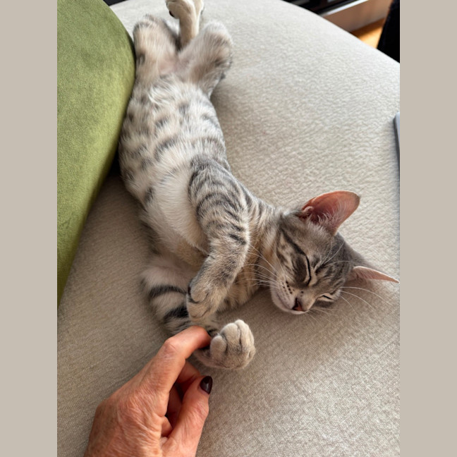 Photo of Banana Bread