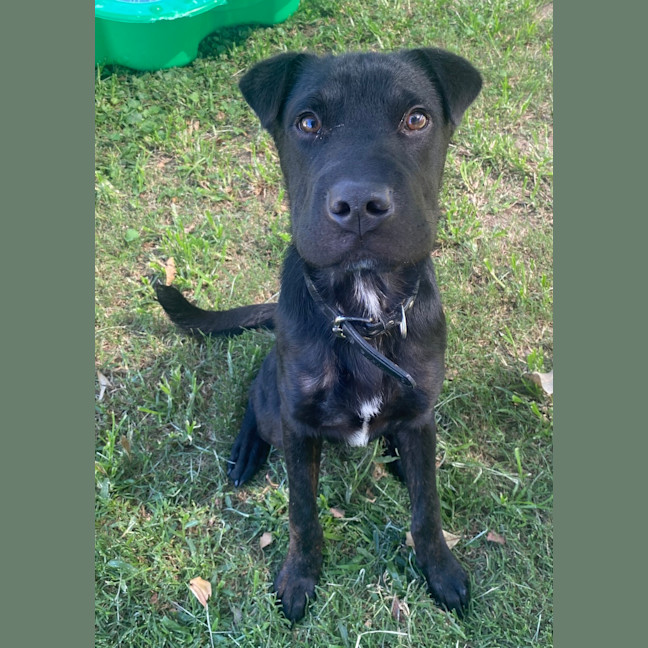 Photo of Nero