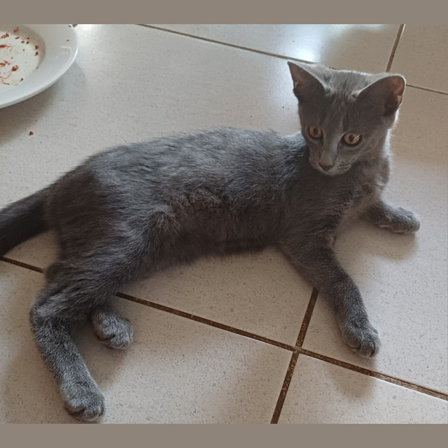Photo of Smokey 2
