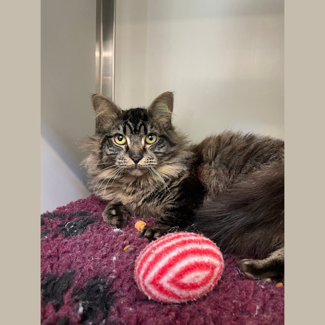 Photo of Nutmeg 