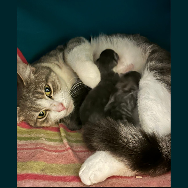 Photo of Bailey And Odin