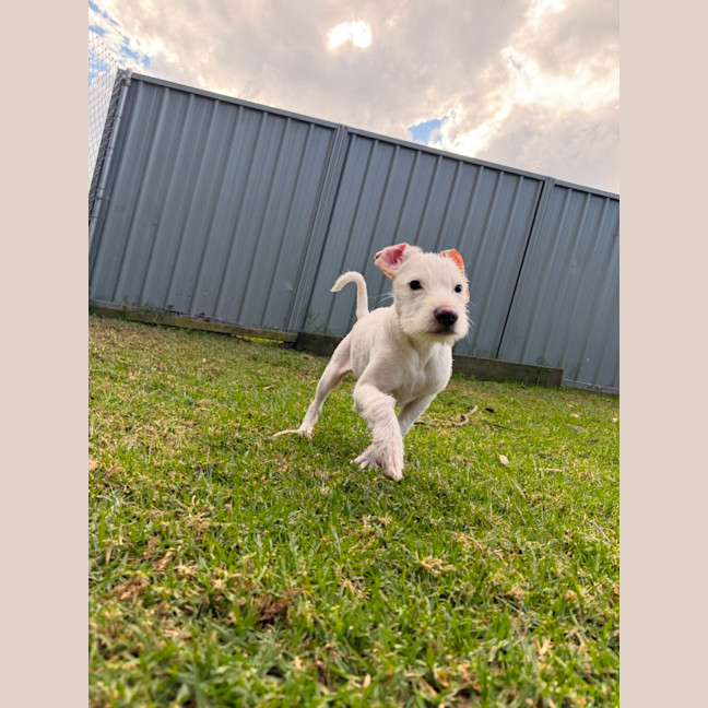 Photo of Pearl