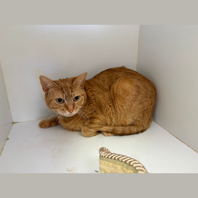 Photo of Marmalade