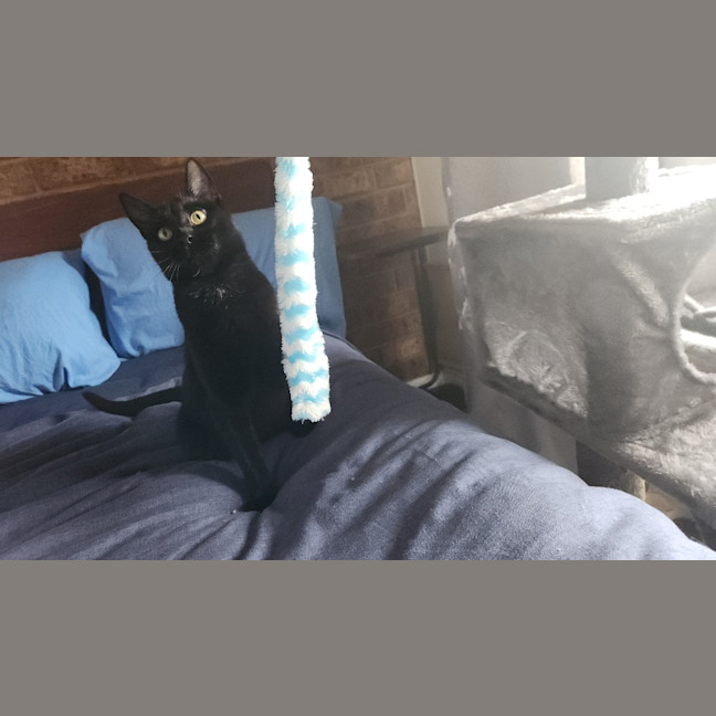 Photo of Saffie