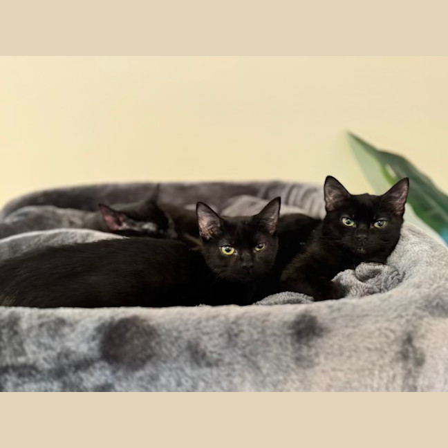 Photo of Lily And Bluebelle