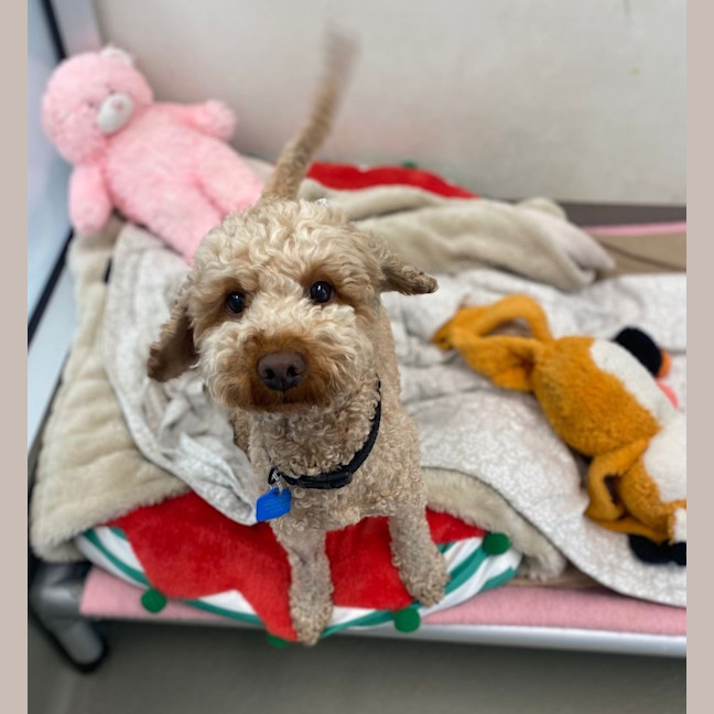 Photo of Taco