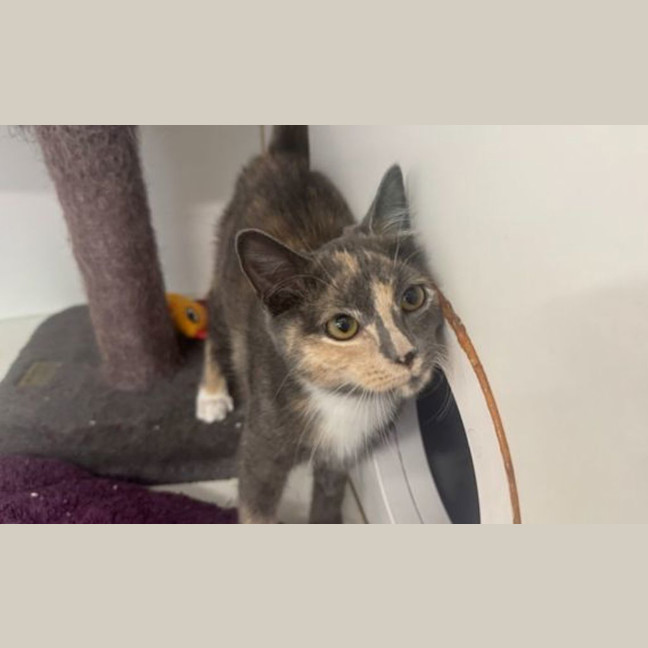 Photo of Petal