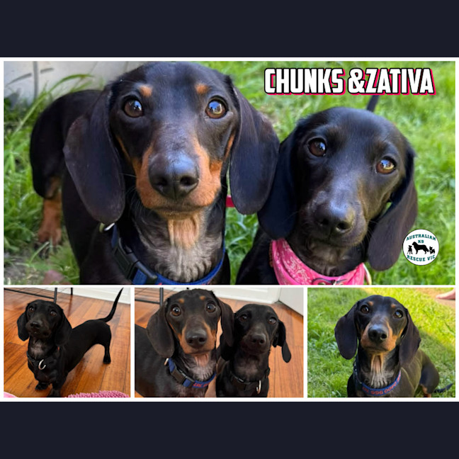 Photo of Chunka & Zativa 
