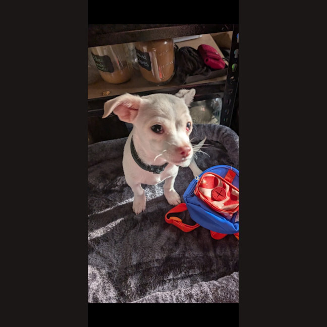 Photo of Dobby