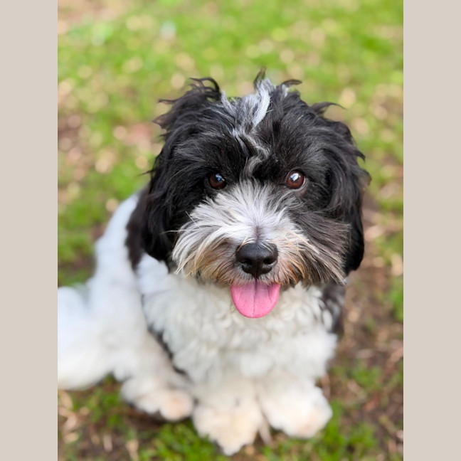 Photo of Snoopy