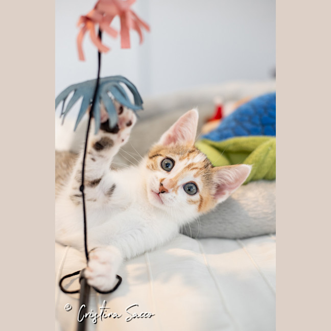 Photo of Squeak