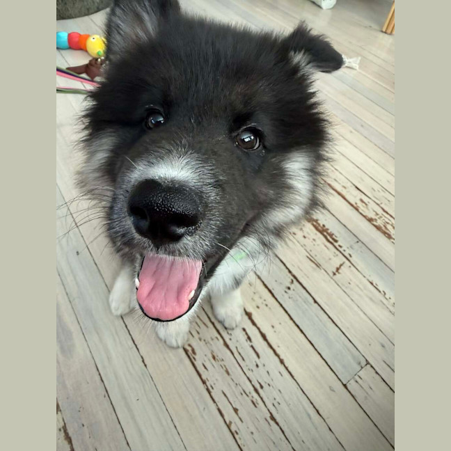 Photo of Koda