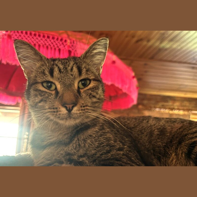 Photo of Chief