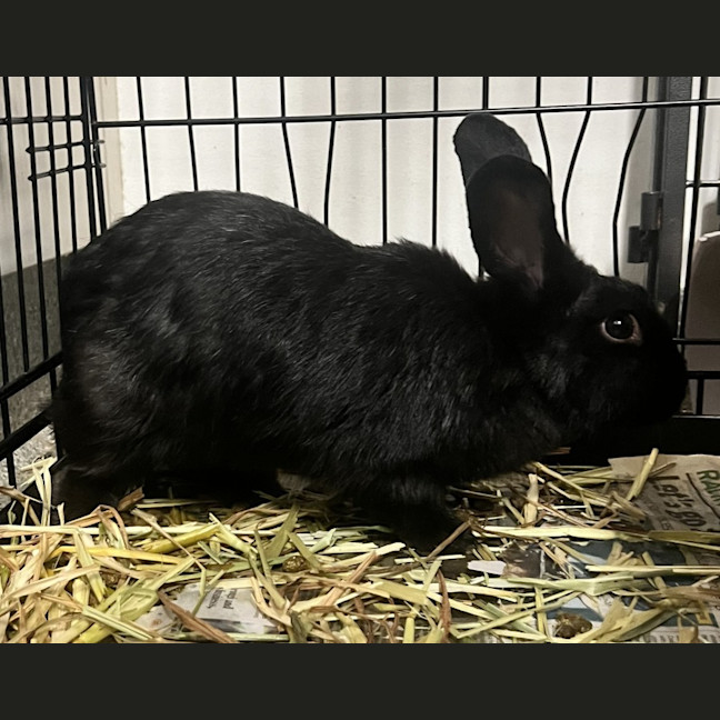 Photo of Ariel   Meet Me @ Petstock Milperra